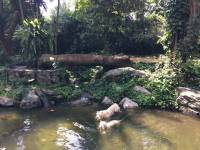 white tiger, zoo, singapore, travel, explore