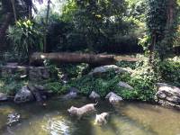 turtle, white tiger, zoo, singapore, travel, explore