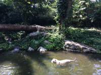 white tiger, zoo, singapore, travel, explore