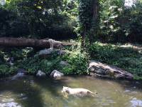 white tiger, zoo, singapore, travel, explore
