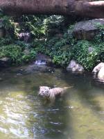 white tiger, zoo, singapore, travel, explore