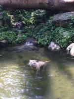 white tiger, zoo, singapore, travel, explore