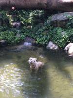 white tiger, zoo, singapore, travel, explore