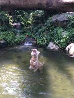 white tiger, zoo, singapore, travel, explore