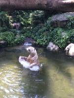 white tiger, zoo, singapore, travel, explore