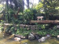 white tiger, zoo, singapore, travel, explore