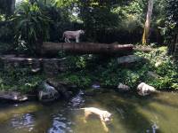 white tiger, zoo, singapore, travel, explore