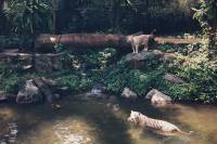 white tiger, zoo, singapore, travel, explore