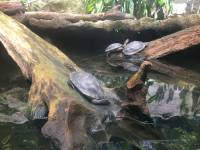 turtle, white tiger, zoo, singapore, travel, explore