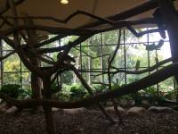 white tiger, zoo, singapore, travel, explore