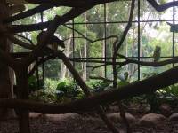 white tiger, zoo, singapore, travel, explore