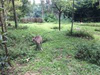 zoo, singapore, travel, explore