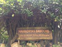 zoo, singapore, travel, explore