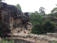 zoo, singapore, travel, explore
