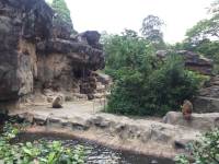 zoo, singapore, travel, explore