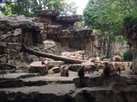 zoo, singapore, travel, explore