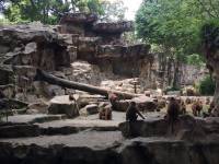 zoo, singapore, travel, explore