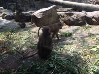 zoo, singapore, travel, explore