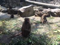 zoo, singapore, travel, explore
