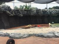 zoo, singapore, travel, explore