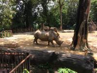rhino, zoo, singapore, travel, explore