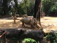 rhino, zoo, singapore, travel, explore