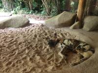 zoo, singapore, travel, explore