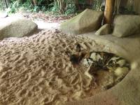 zoo, singapore, travel, explore