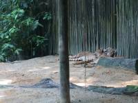 zoo, singapore, travel, explore