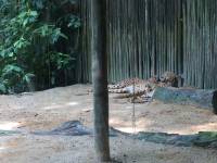 zoo, singapore, travel, explore