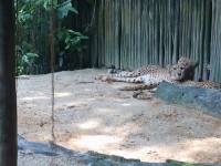 zoo, singapore, travel, explore