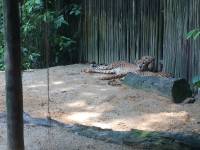 zoo, singapore, travel, explore