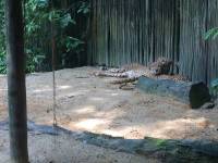 zoo, singapore, travel, explore