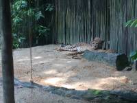 zoo, singapore, travel, explore