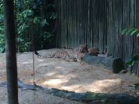 cheetah, zoo, singapore, travel, explore