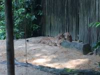 zoo, singapore, travel, explore