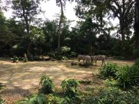 zebra, zoo, singapore, travel, explore
