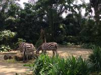 zebra, zoo, singapore, travel, explore