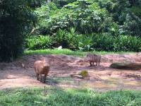 zoo, singapore, travel, explore