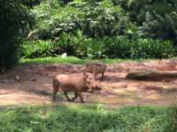 zoo, singapore, travel, explore