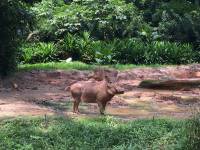 zoo, singapore, travel, explore