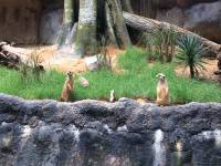 zoo, singapore, travel, explore