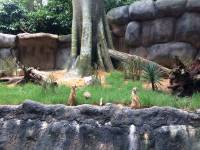zoo, singapore, travel, explore