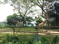 giraffe, zoo, singapore, travel, explore