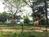 giraffe, zoo, singapore, travel, explore