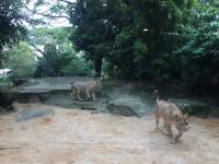lioness, zoo, singapore, travel, explore