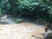 lion, zoo, singapore, travel, explore