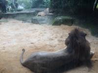 lion, zoo, singapore, travel, explore
