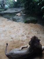 lion, zoo, singapore, travel, explore