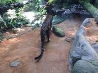 zoo, singapore, travel, explore